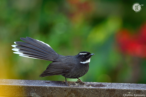 White-throated fantail (Rhipidura albicollis)_D551058