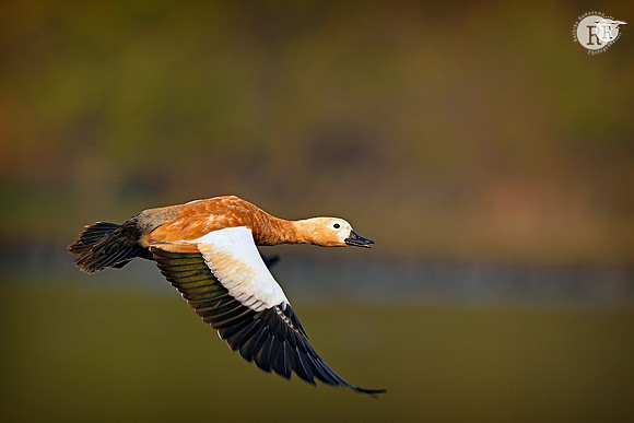Ruddy Shell Duck_D4S2240
