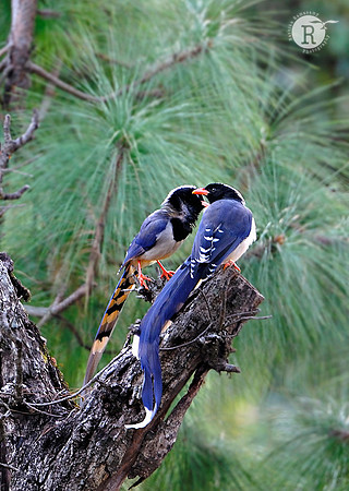 Red-billed Blue Magpie(Urocissa erythrorhyncha)_DD39976