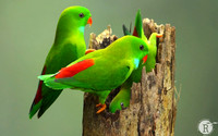 Munnar