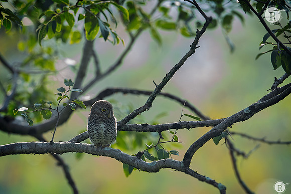 Asian barred owlet (Glaucidium cuculoides)_RAD1032