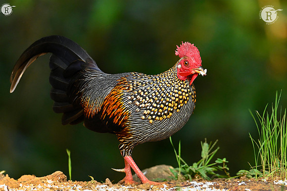 Grey junglefowl (Gallus sonneratii)_Z720483