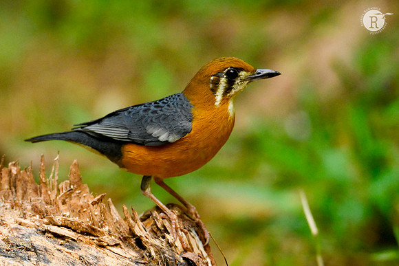 Orange-headed thrush (Geokichla citrina)_Z721391