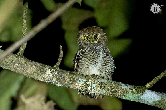 Asian barred owlet (Glaucidium cuculoides)_RAD9866