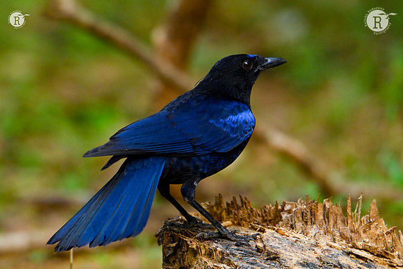 Malabar whistling thrush (Myophonus horsfieldii_Z721320