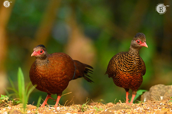 Red spurfowl (Galloperdix spadicea)_Z720586