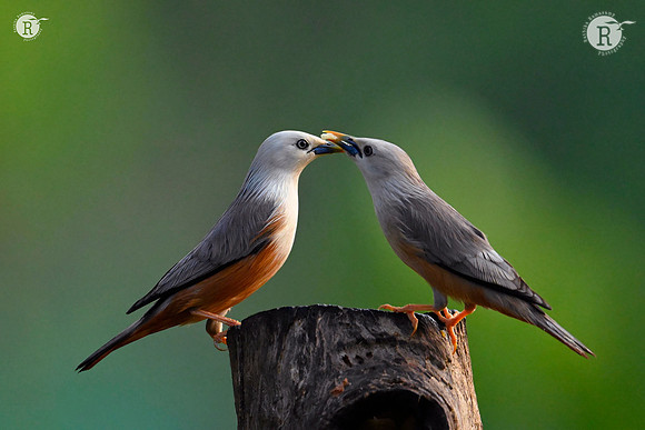 Blyth's starling_Z720651