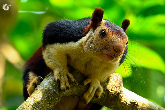 Malabar Giant Squirrel_Z720916