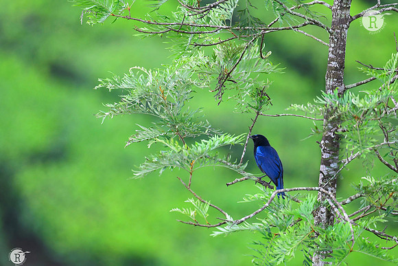 Malabar whistling thrush (Myophonus horsfieldii)_RAD0652