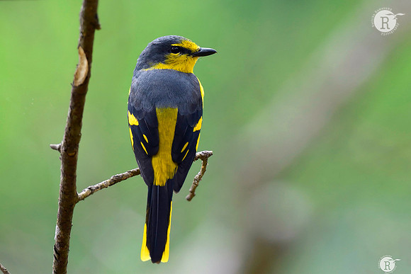 Orange minivet(Pericrocotus flammeus)_RAD0754