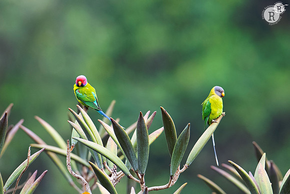 Plum-headed parakeet (Psittacula cyanocephala)_RAD0813