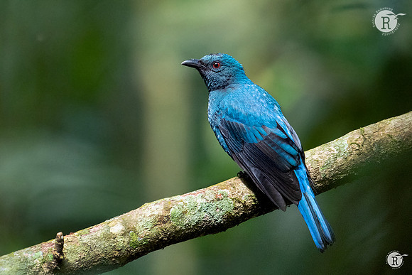 Asian fairy-bluebird (Irena puella)_RAD0795