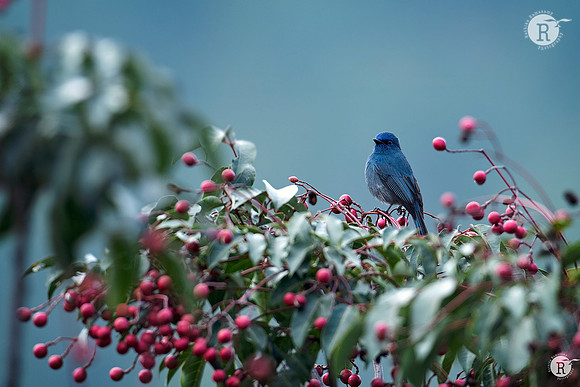 Nilgiri flycatcher (Eumyias albicaudatus)_RAD1112