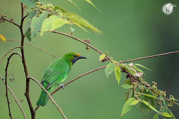 Golden-fronted leafbird (Chloropsis aurifrons)_RAD0866