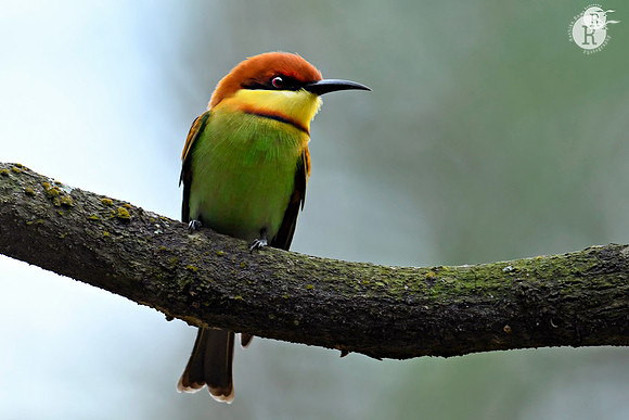 Chestnut-headed bee-eater (Merops leschenaulti)_RAD0666
