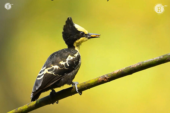 Heart-spotted woodpecker (Hemicircus canente)