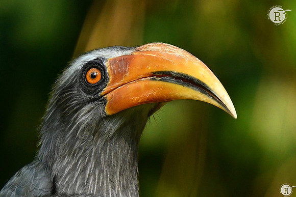 Malabar grey hornbill