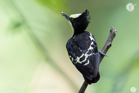 Heart-spotted woodpecker (Hemicircus canente)_TTA9901