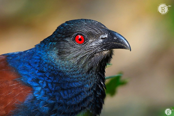 Greater Coucal (Centropus sinensis)_RAD0415