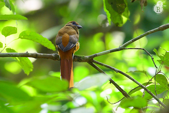 Malabar trogon (Harpactes fasciatus)