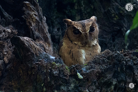 Indian scops owl (Otus bakkamoena)