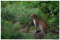 Yala National Park