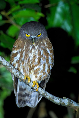 Andaman hawk Owl_TTA3948
