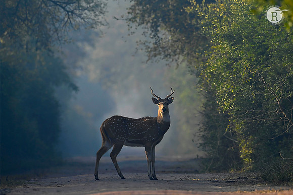 Spotted deer_Z723266