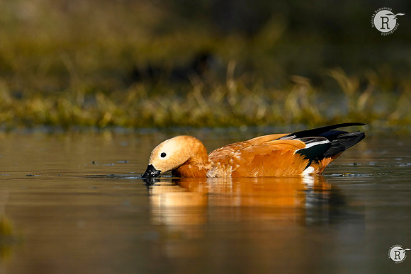 Ruddy shelduck (Tadorna ferruginea)_Z723900