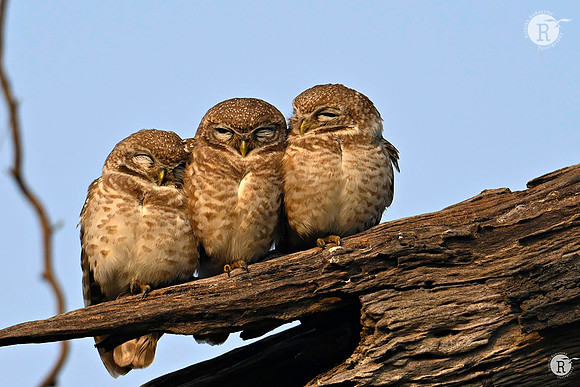Spotted owlet (Athene brama)_Z722370