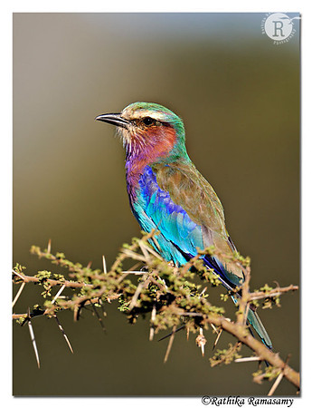 Lilac-breasted Roller (Coracias caudatus)_DD31162