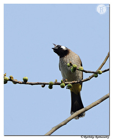 Himalayan Bulbul (Pycnonotus leucogenys)_DD32293
