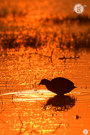 Golden Sunrise_RAD2542