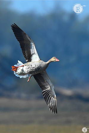 Greylag goose (Anser anser)_RAD1792