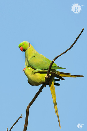 Rose-ringed parakeet (Psittacula krameri)_RAD1713