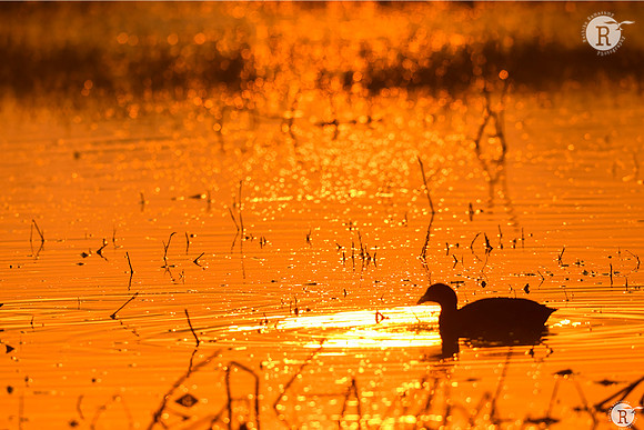 Golden Sunrise_RAD2557
