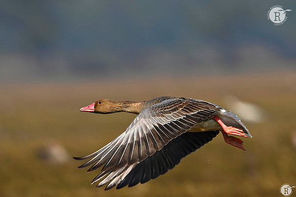 Greylag goose (Anser anser) _Z723643