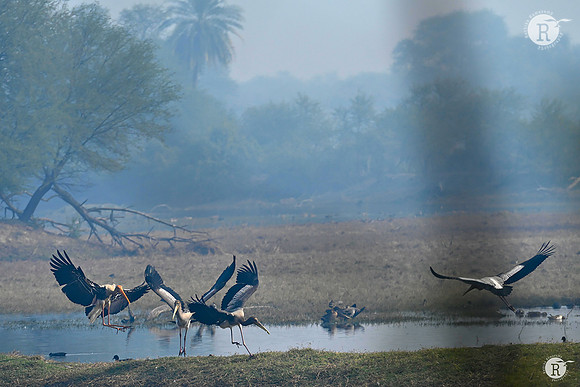 Painted stork (Mycteria leucocephala)_Z721987