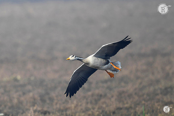 Bar-headed goose (Anser indicus)_RAD2687