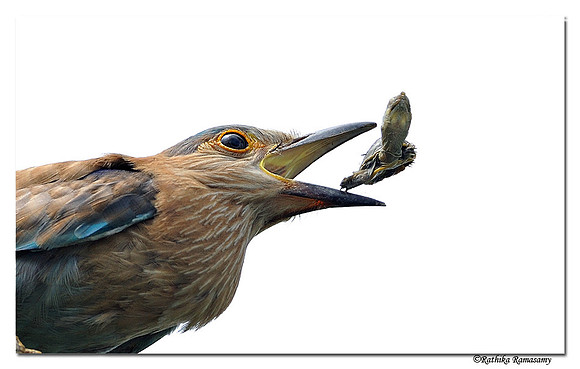 Indian Roller (Coracias benghalensis)_DD30999