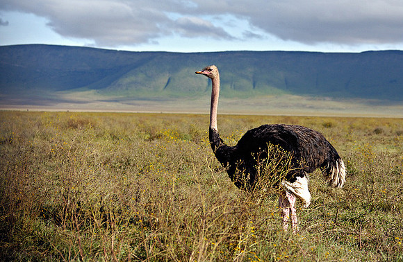 125115249.u0HSKvQh.Ostrich_D2X8464-2