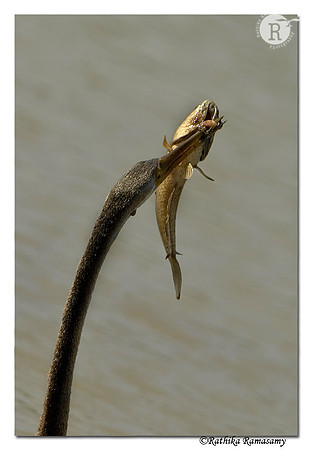 Decisive Moment(Darter)-2665