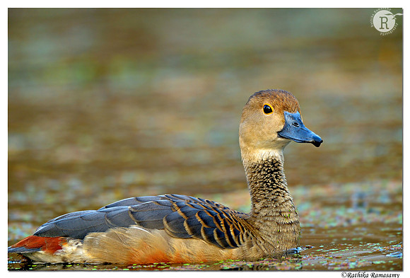 Lesser Whistling Duck (Dendrocygna javanica)D4R2183