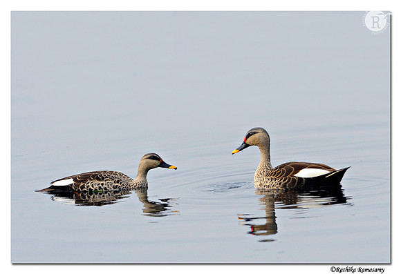 Spot-billed Duck (Anas poecilorhyncha)_DD31996