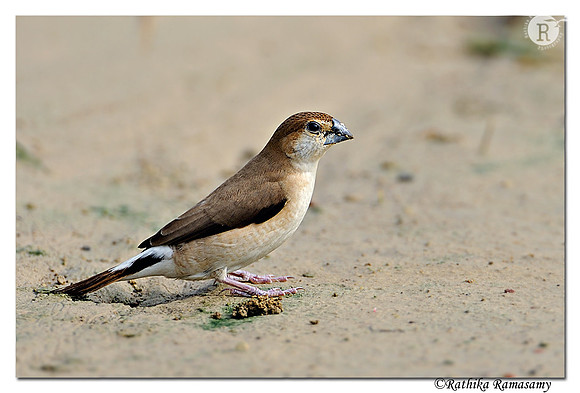 Indian Silverbill (Lonchura malabarica)_DD37263