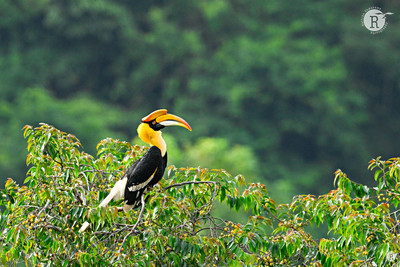Great Hornbill (Buceros bicornis)_VAL1160
