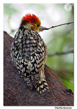 Yellow-crowned Woodpecker(Dendrocopos mahrattensis)_DD35343