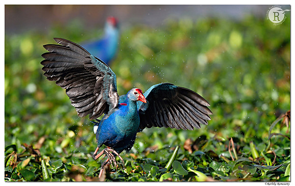 Purple swamphen (Porphyrio porphyrio) _D4S8330