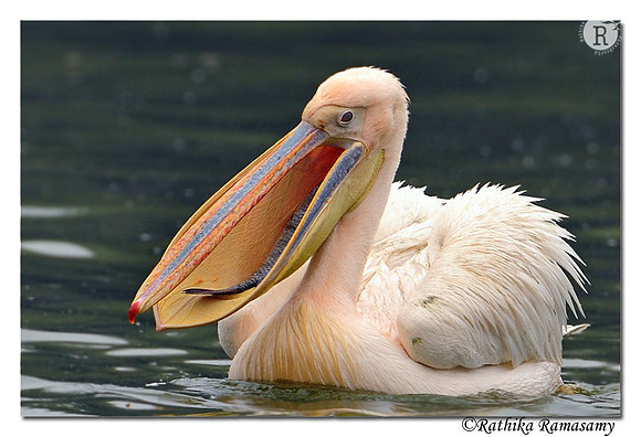 Rosy Pelican (Pelecanus Onocrotalus)_DD33382
