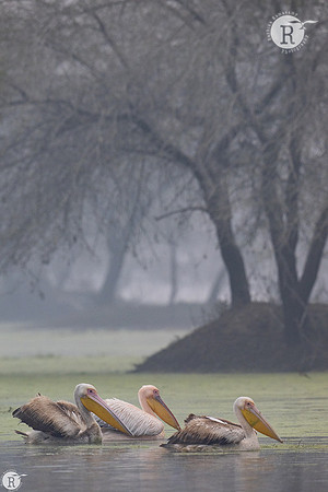 Pelican_DSC1514
